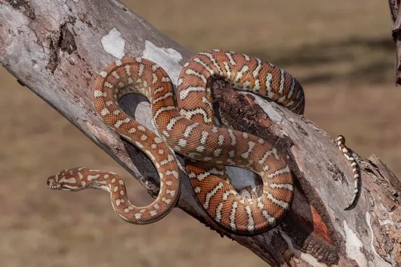 Bredl’s Python on a tree branch