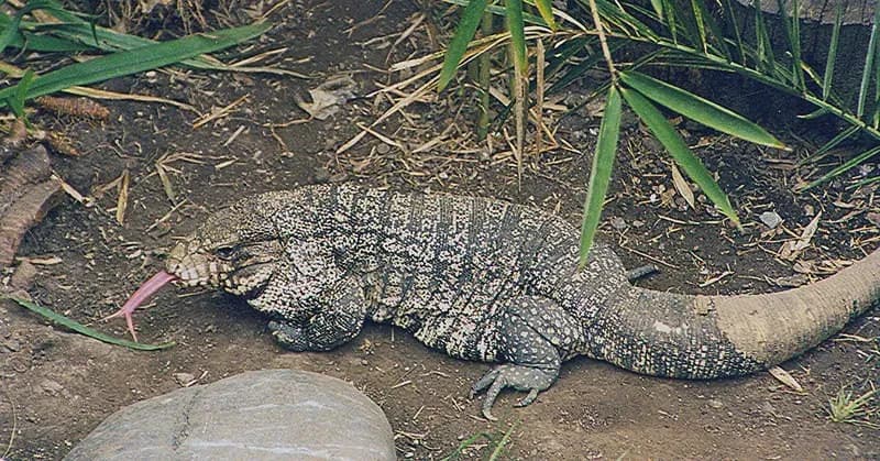 Obese tegu