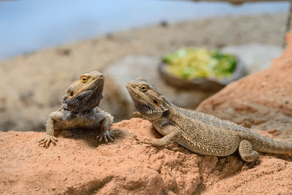 bearded dragons in enclosure