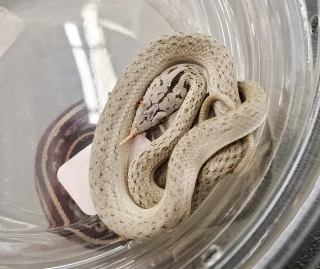 Young rhino ratsnake