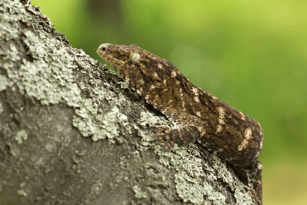 leachianus gecko