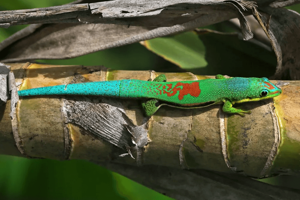 lined day gecko