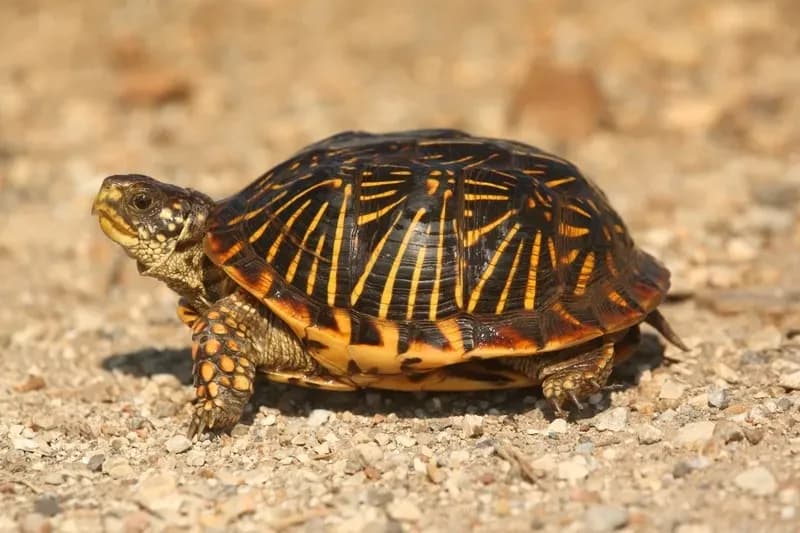 Ornate Box Turtle on sandy ground
