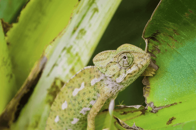Do Reptiles Really Need a Day/Night Cycle?