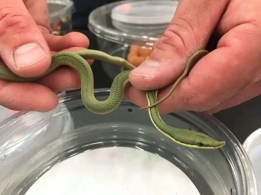 Baron’s green racer