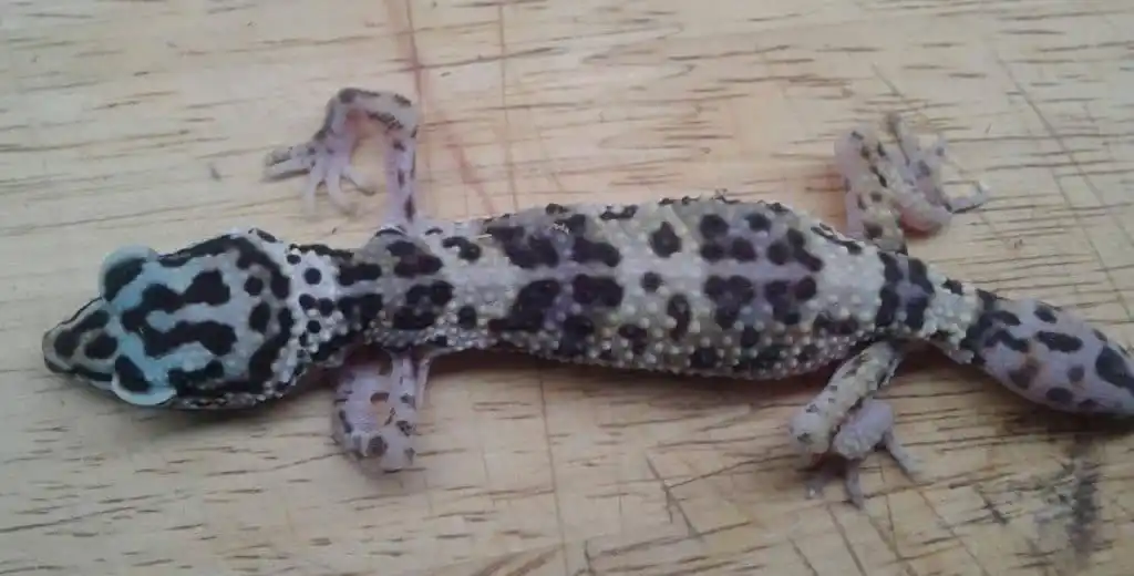 Leopard Gecko with MBD