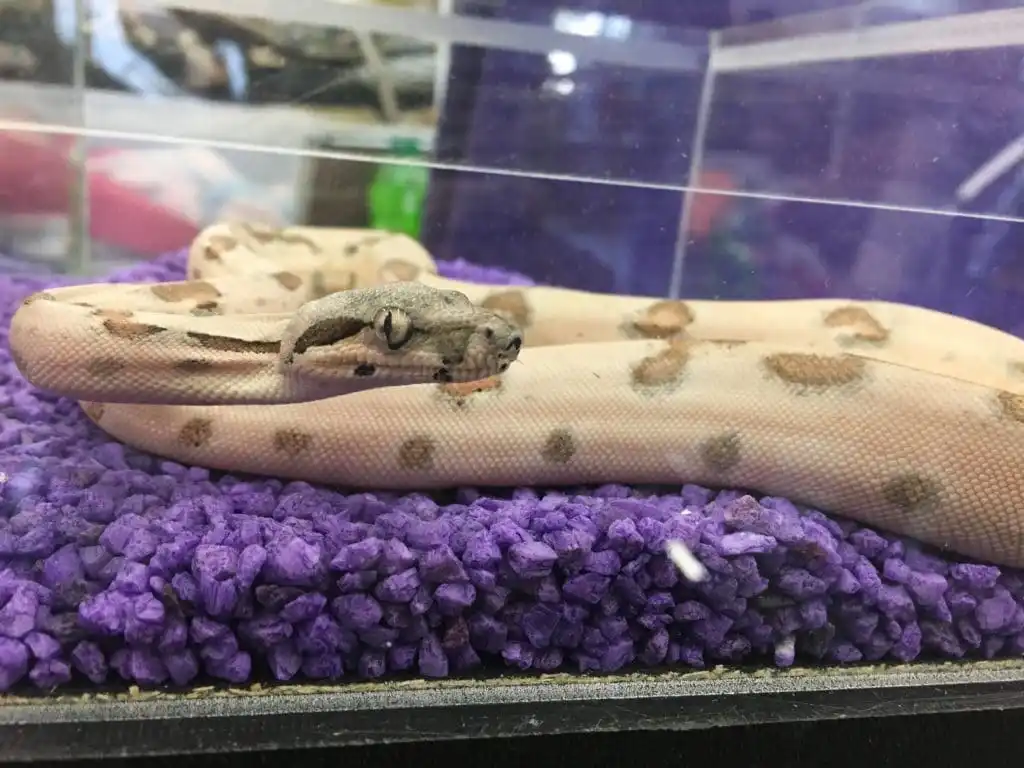 Super hypo het harlequin het sunglow kahl