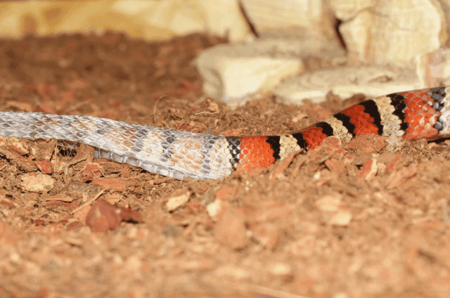 How to Help Reptiles Shed Their Skin