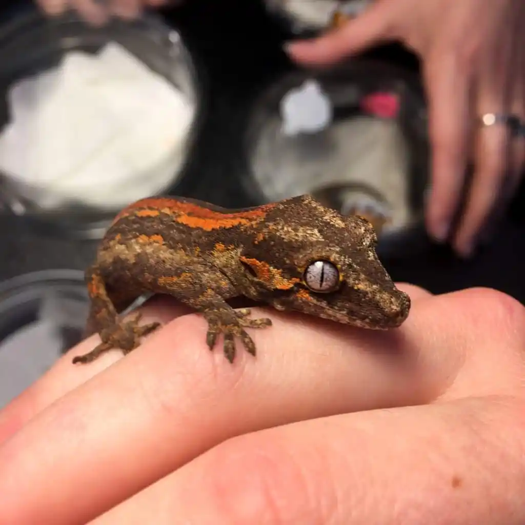 juvenile gargoyle gecko