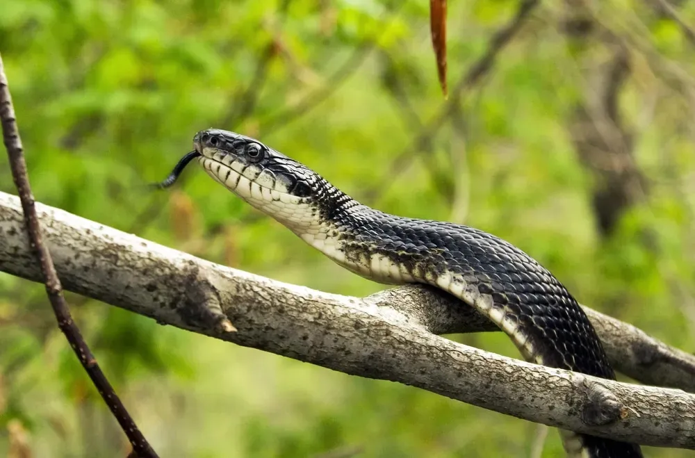 Black Ratsnake in a tree