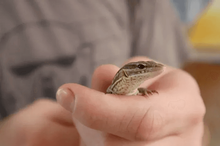 small ackie in hand