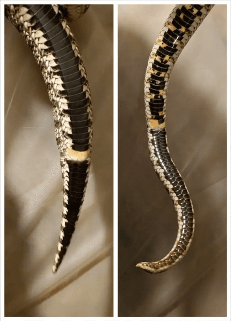 hognose snake male vs female tails