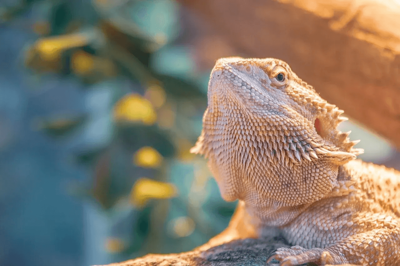 bearded dragon basking in bright light