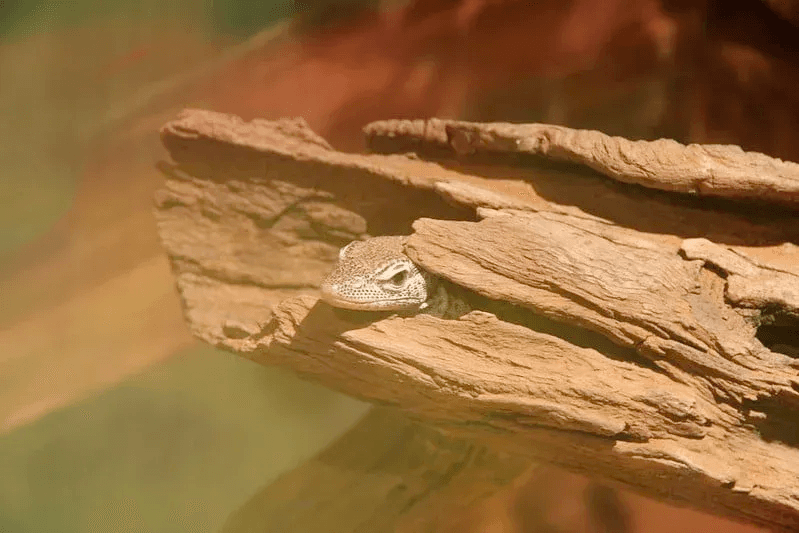 ackie monitor peeking out of hollow log