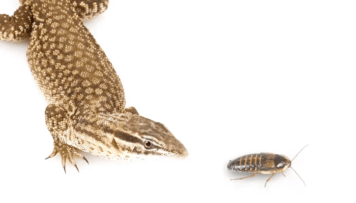 ackie monitor hunting roach