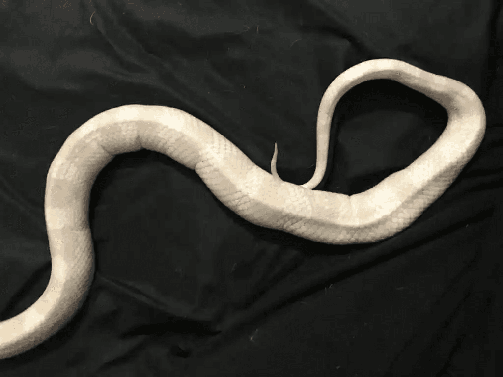 obese corn snake