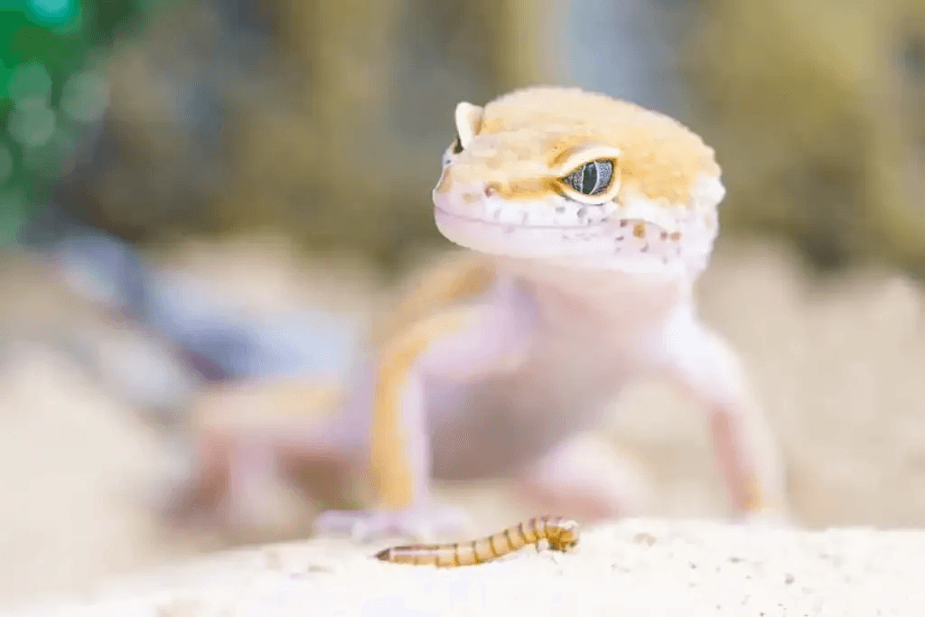 leo standing over mealworm