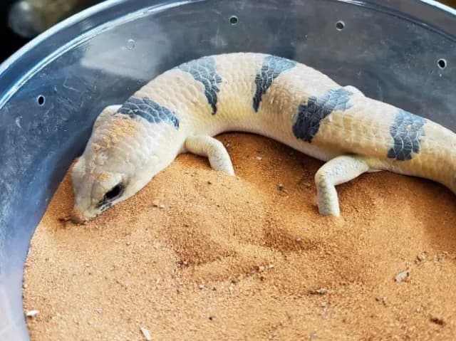 Peter's banded skink