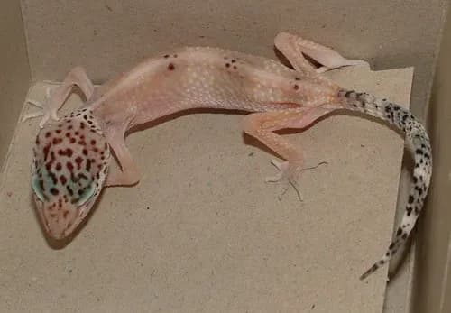 Gecko with Stick Tail Disease