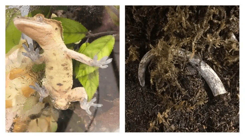 crested gecko with dropped tail