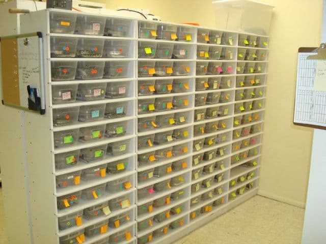 Do You Use Reptile Racks? If You’re Not a Breeder, Read This