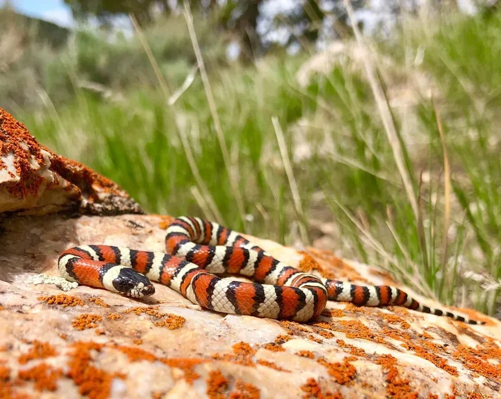 Milksnake basking on a rock