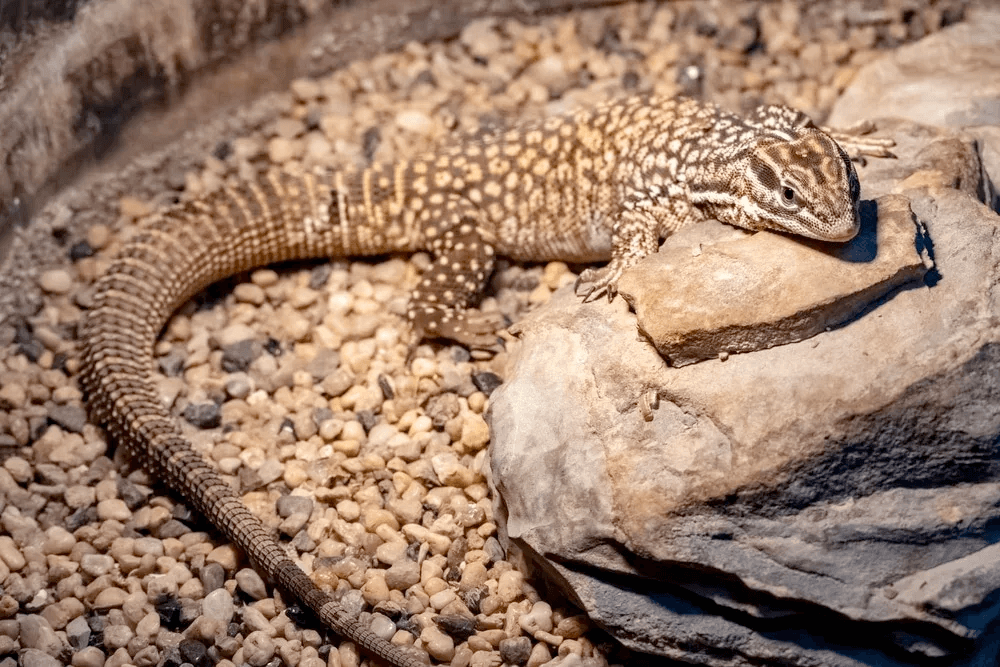 ackie monitor on gravel and basking rock