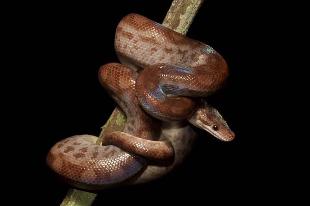 Colombian Rainbow Boa climbing a stick