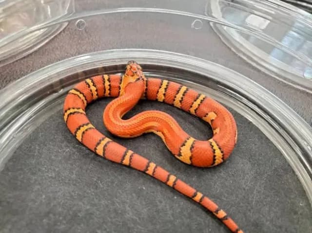 Lloyd Lemke line Nuevo Leon kingsnake