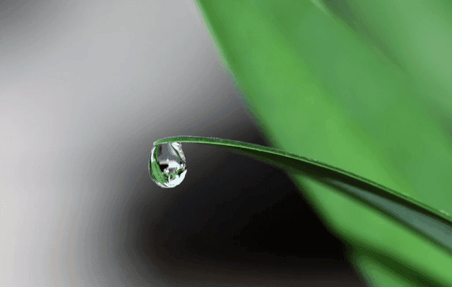 What Kind of Water is Best for Reptiles?