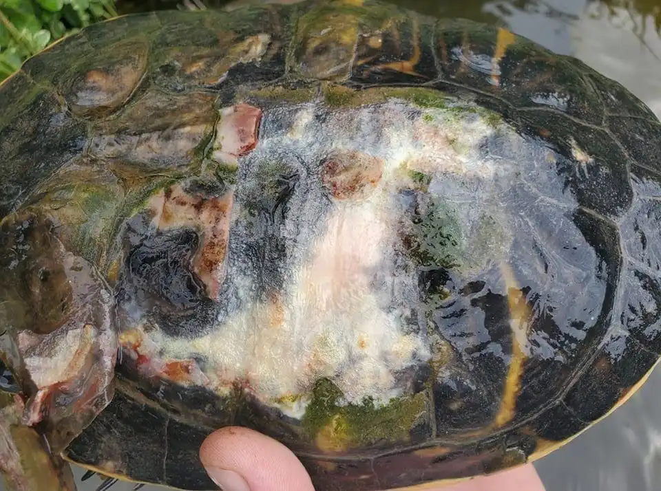 Turtle with Shell Rot