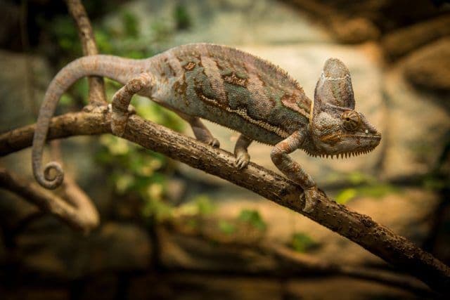 Chronic Dehydration in Pet Reptiles: A Silent Threat