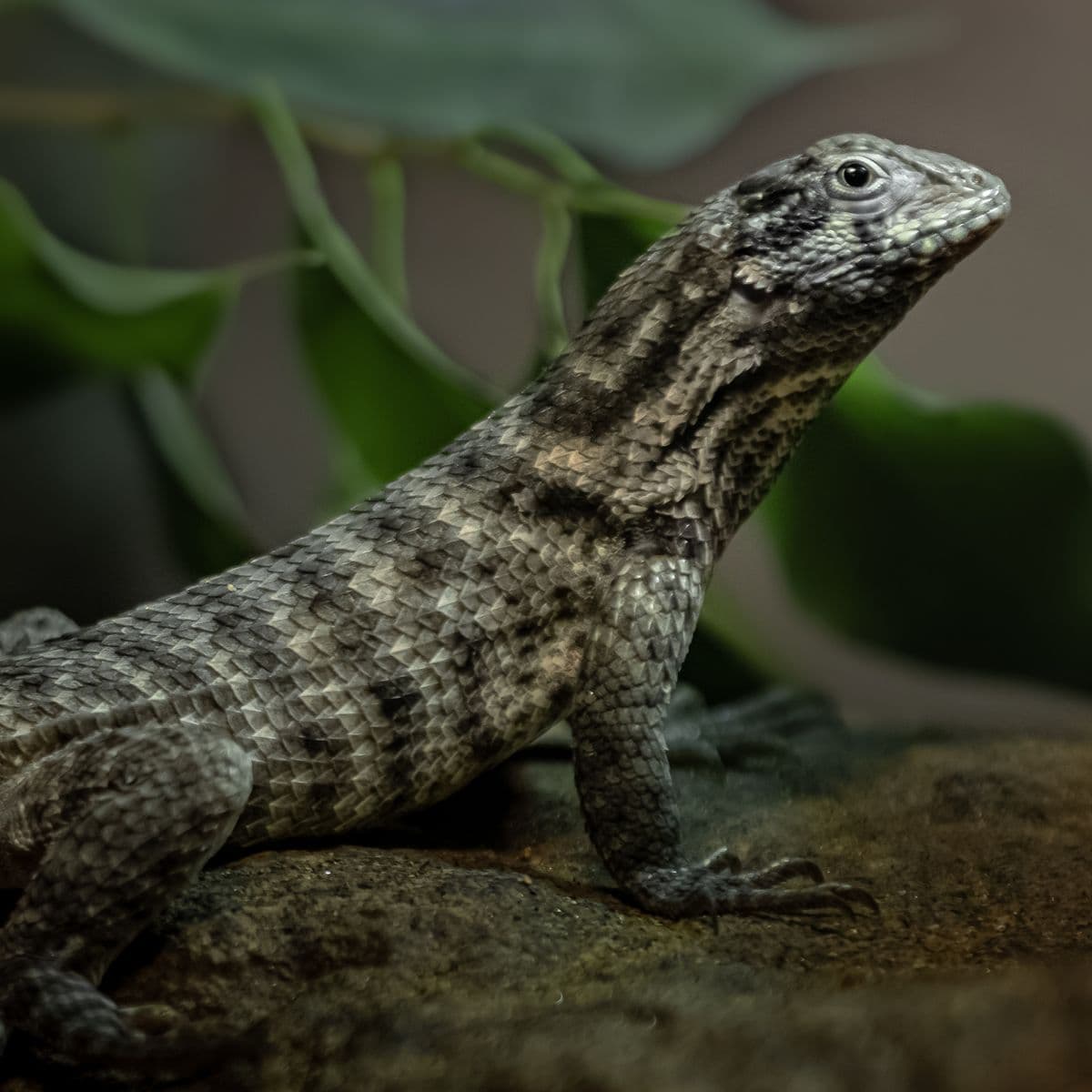 Northern curly tail lizard in natural enclosure.