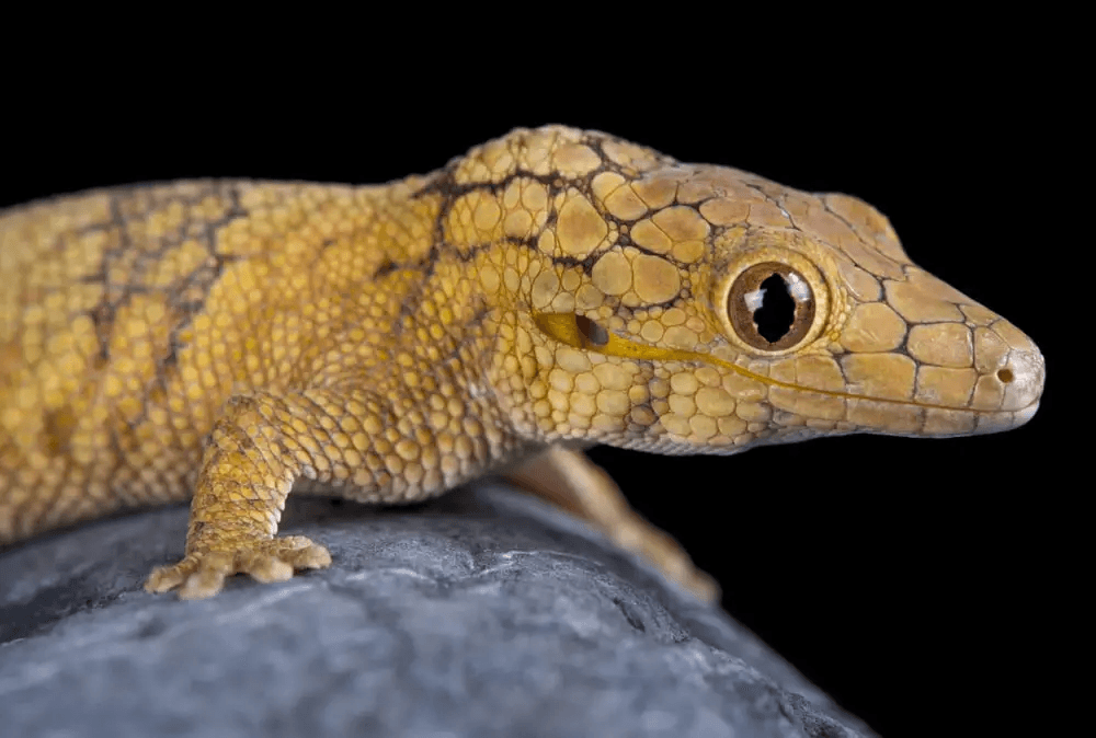 chameleon gecko