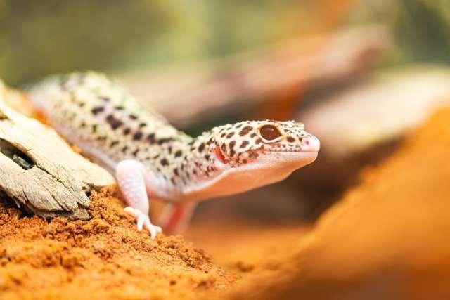 Understanding UVB: What is It, Why it Matters & How to Use It in Reptile Husbandry