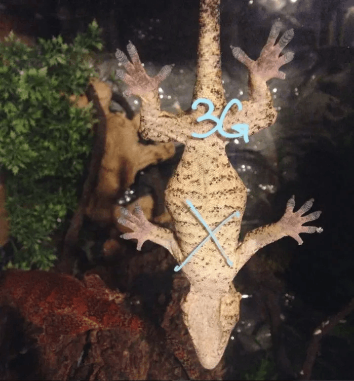 gargoyle gecko upside down with straight tail