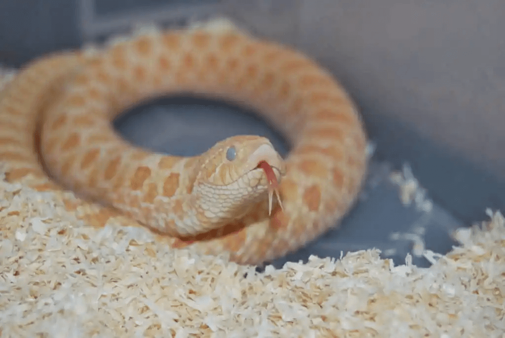 albino hognose snake about to shed