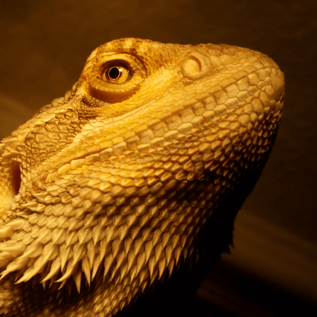 Lizard side profile