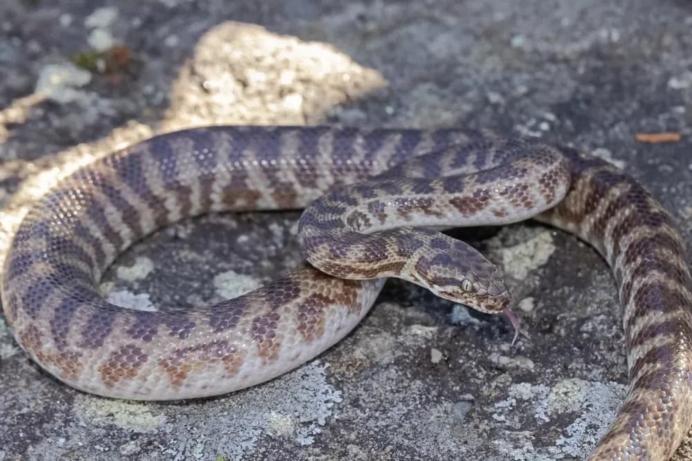 Stimson’s Python on a rock