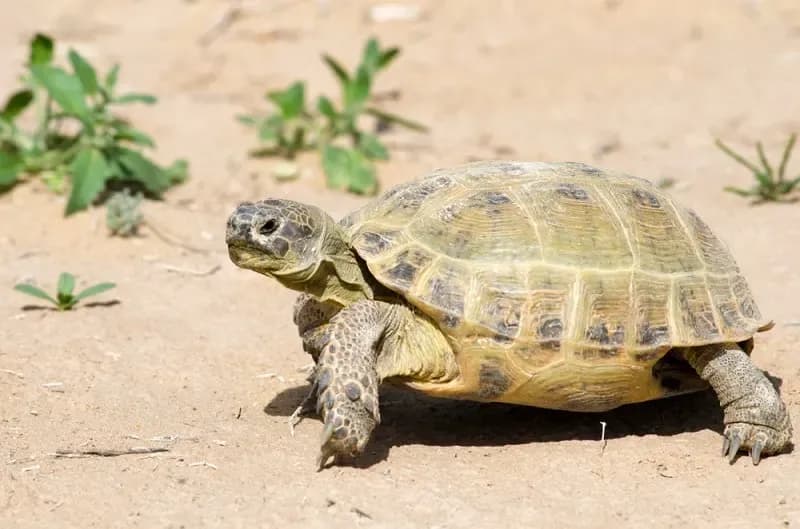 Russian Tortoise on sandy ground