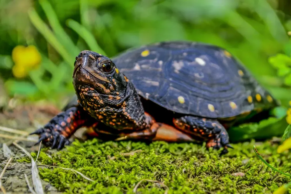 Spotted Turtle on mossy ground