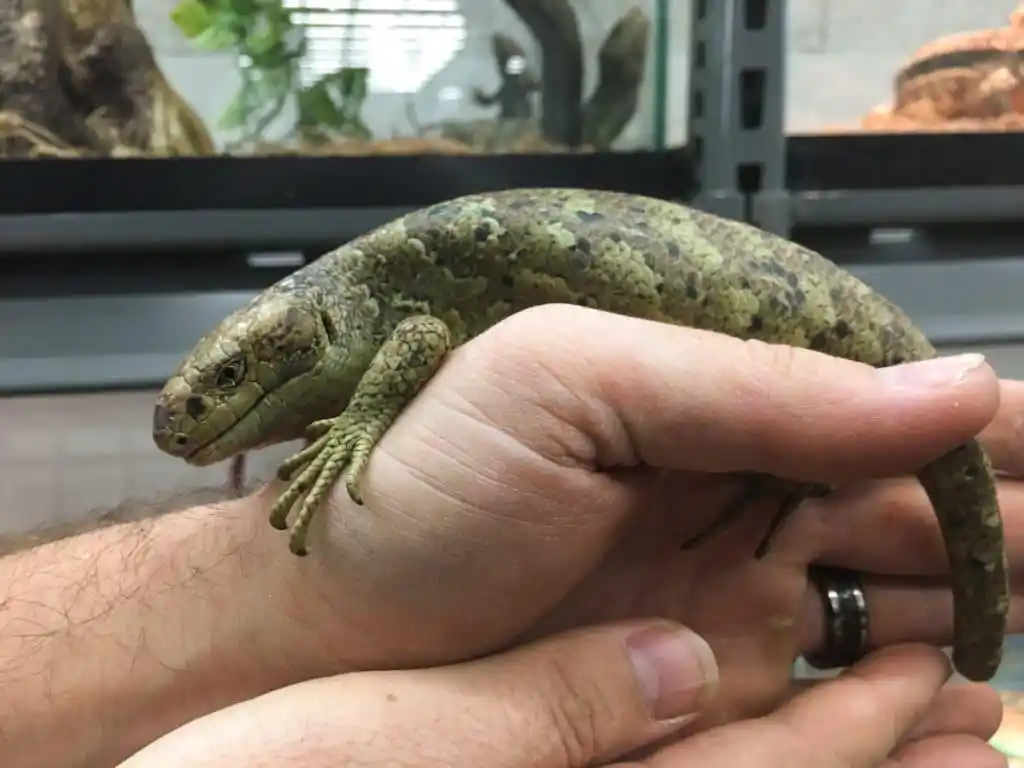Solomon Island skink
