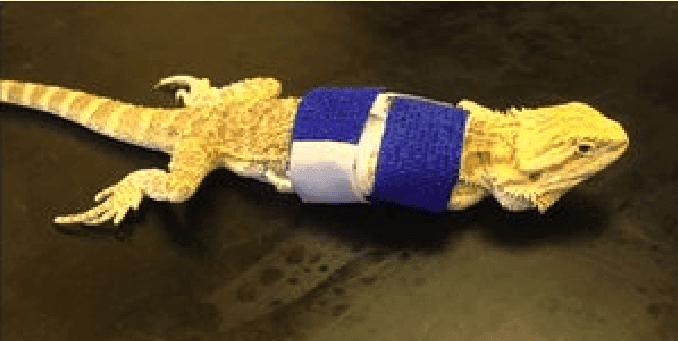 bearded dragon in a cast