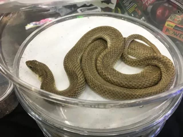 Madagascar hognose snake