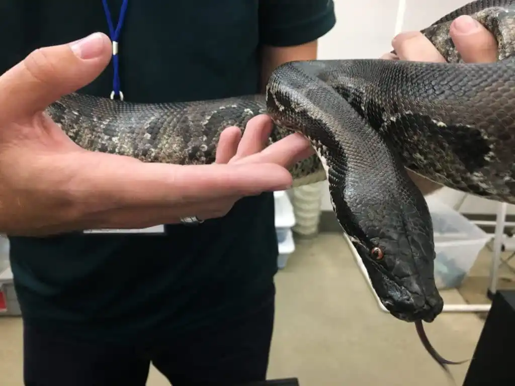 Sumatran short-tailed python
