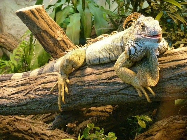 How to Build a Bioactive Terrarium for Your Reptile: An Introduction