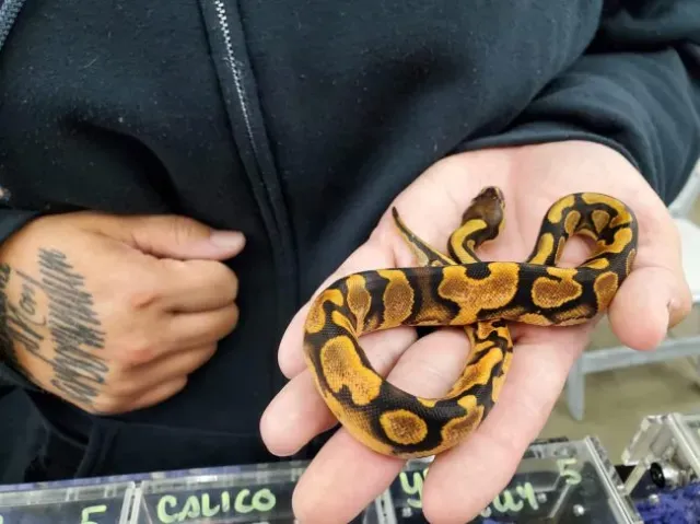 Calico orange dream yellowbelly morph