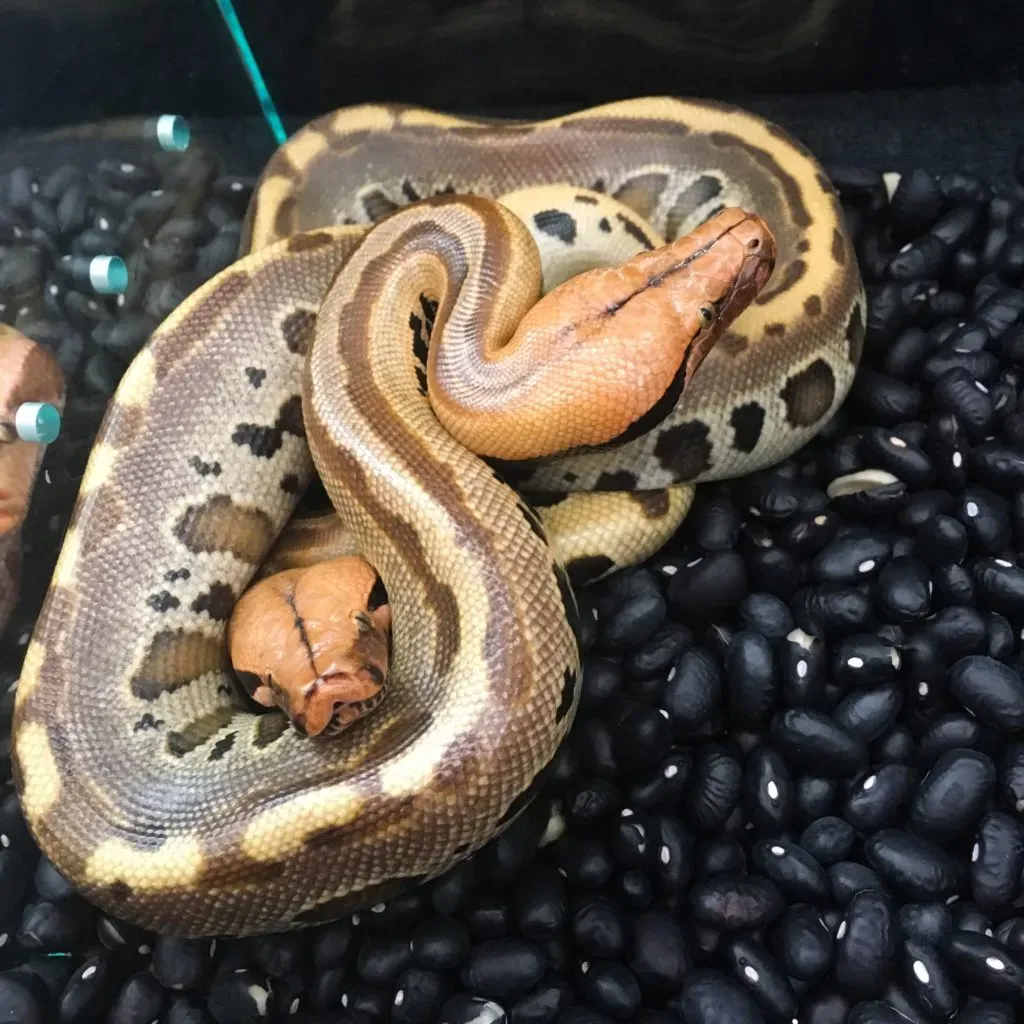 python