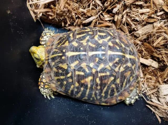 Ornate box turtle