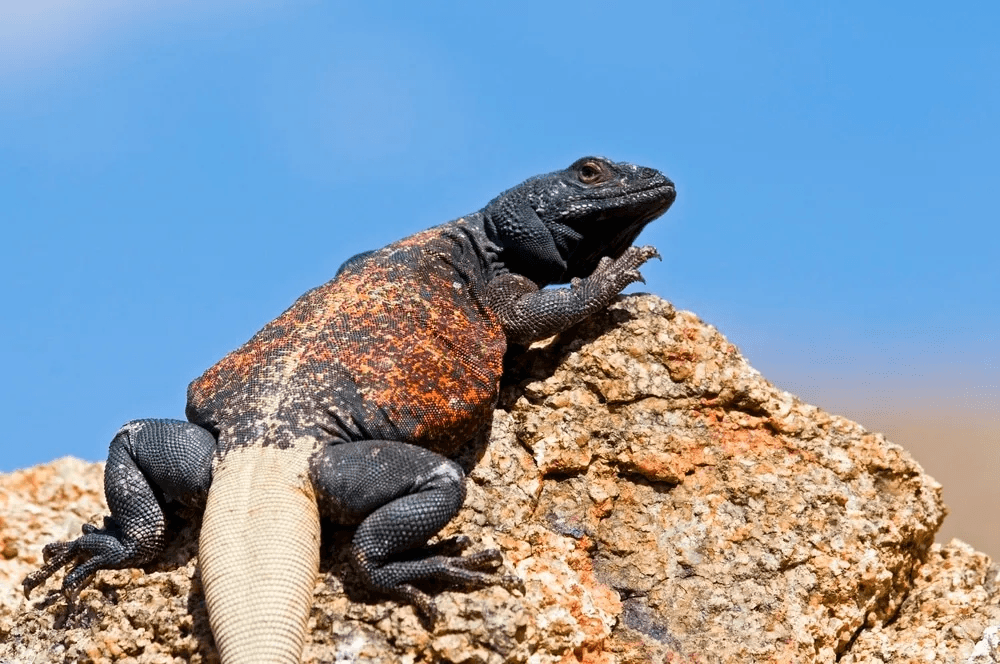 chuckwalla basking on rock